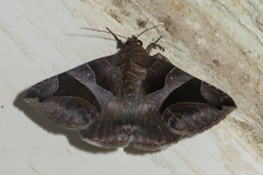 Bastilla arcuata