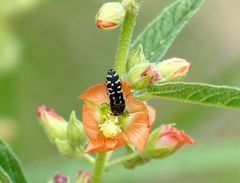 Acmaeodera solitaria