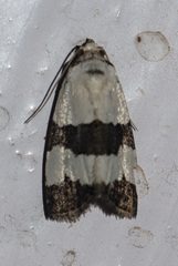 Maliattha quadripartita