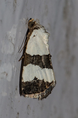 Maliattha quadripartita
