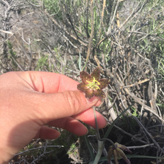 Fritillaria atropurpurea