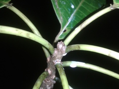 Sapium allenii