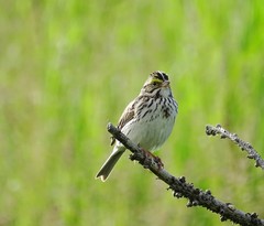 Passerculus sandwichensis