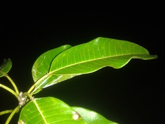 Sapium allenii