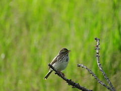 Passerculus sandwichensis