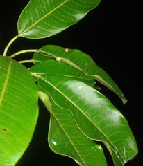 Sapium allenii