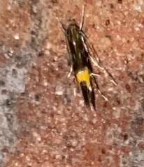 Cosmopterix gemmiferella