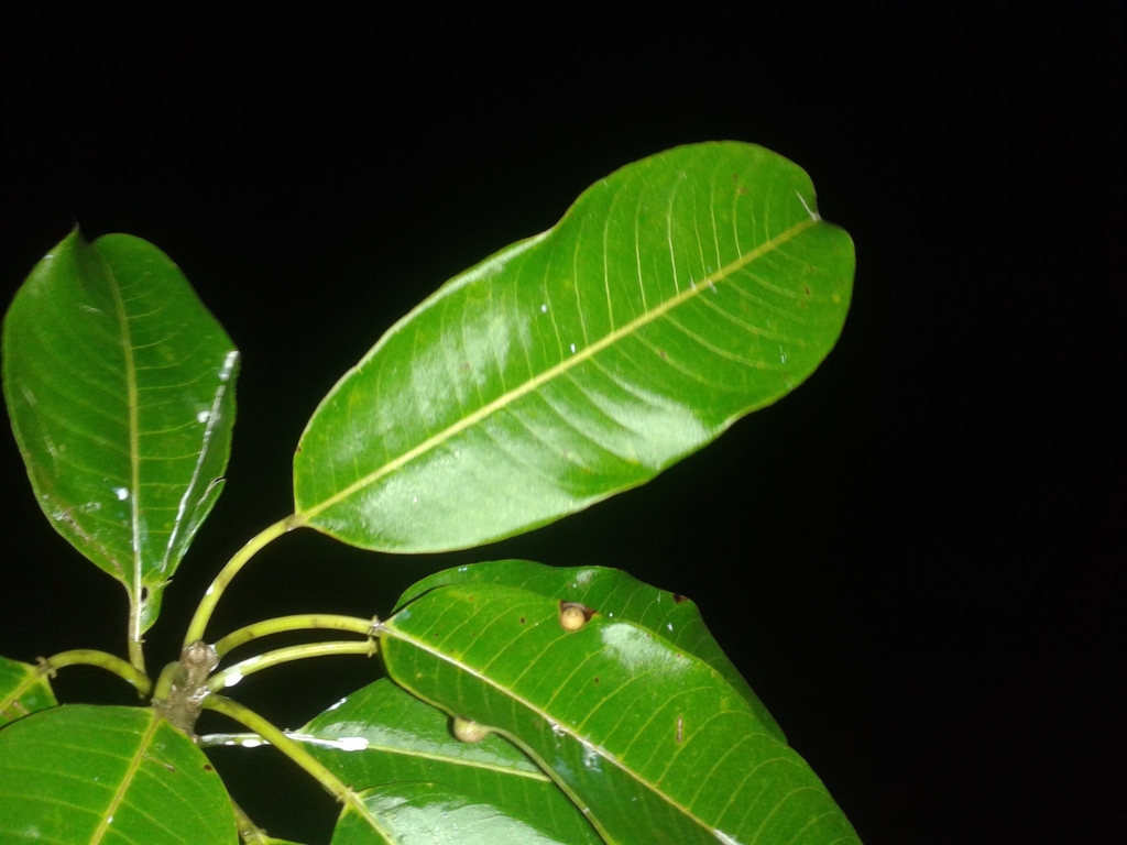 Sapium allenii