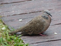 Streptopelia chinensis