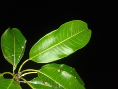 Sapium allenii