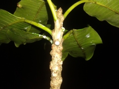 Sapium allenii