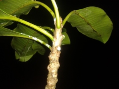 Sapium allenii