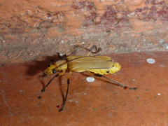 Chauliognathus cinguliventris