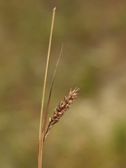 Carex gynodynama