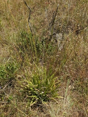 Carex gynodynama