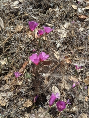 Clarkia rubicunda