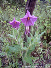Lycianthes moziniana