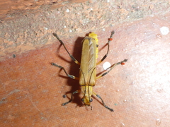 Chauliognathus cinguliventris