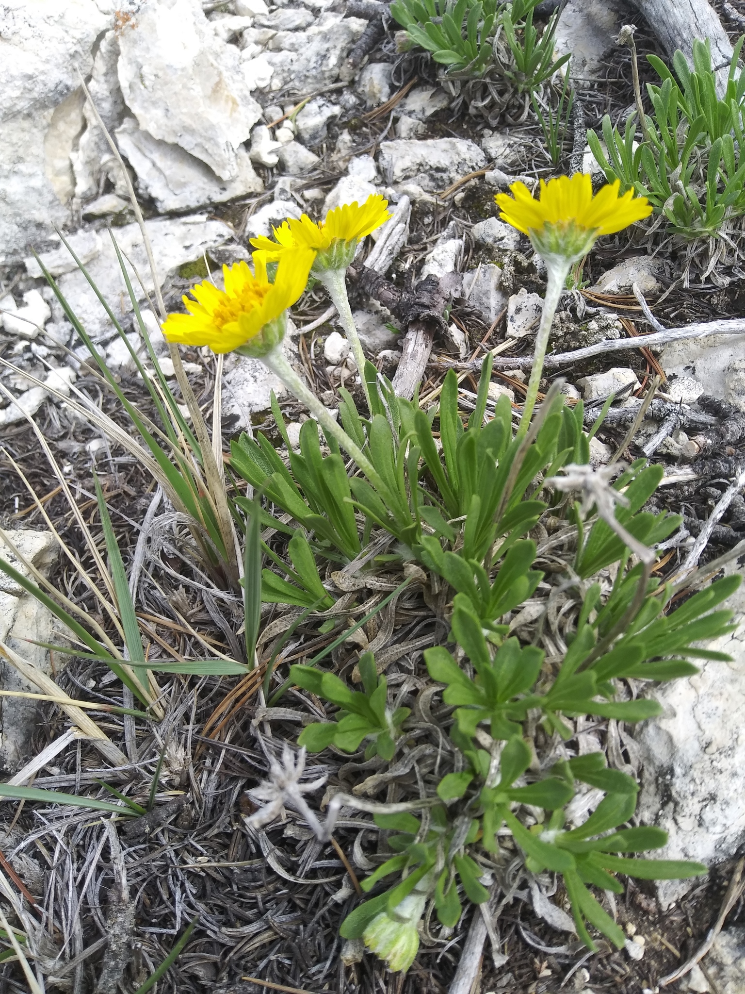 Tetraneuris torreyana