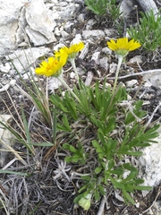 Tetraneuris torreyana