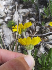 Tetraneuris torreyana
