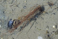 Melanosiphon intestinalis