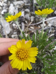 Tetraneuris torreyana