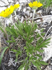 Tetraneuris torreyana
