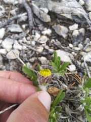Tetraneuris torreyana