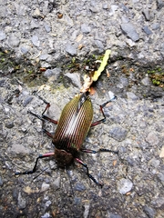 Stenochiinae