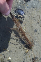 Melanosiphon intestinalis