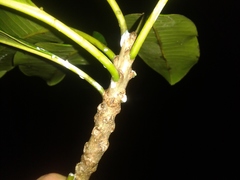 Sapium allenii