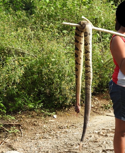 Northwestern Neotropical Rattlesnake