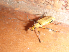 Chauliognathus cinguliventris