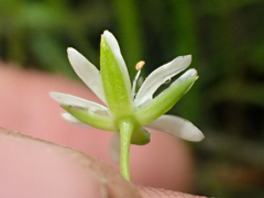 Stellaria humifusa