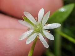 Stellaria humifusa