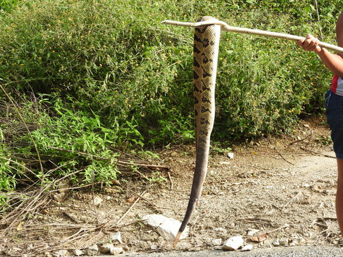 Northwestern Neotropical Rattlesnake
