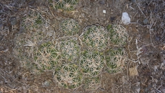 Coryphantha retusa