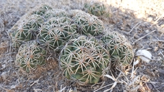 Coryphantha retusa