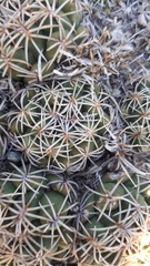 Coryphantha retusa