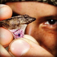 Anolis uniformis