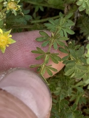 Ivesia baileyi setosa