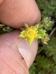 Ivesia baileyi setosa