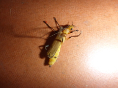 Chauliognathus cinguliventris