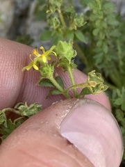 Ivesia baileyi setosa