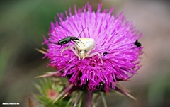 Carduus defloratus
