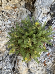 Ivesia baileyi setosa