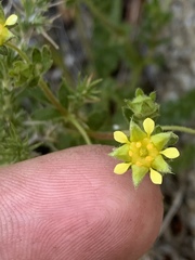Ivesia baileyi setosa