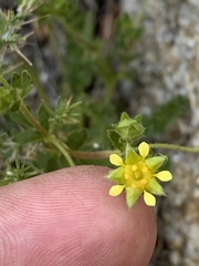 Ivesia baileyi setosa