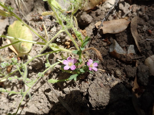 Brewer's redmaids (Calandrinia breweri)